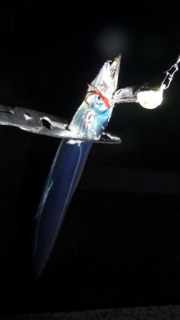 人が多い人工島